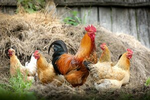 Influenza aviaire - Mise en place zone de contrôle temporaire (ZCT)