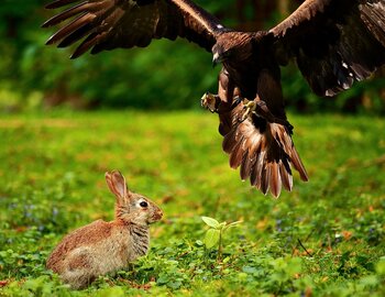 Amicale des chasseurs